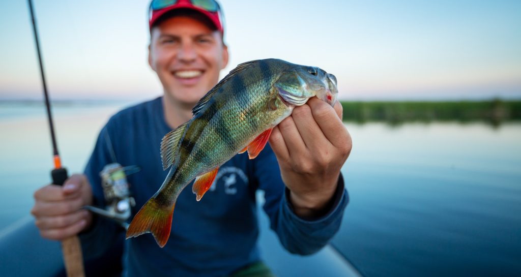 Der Barsch Perca Fluviatilis Alle Infos Zum Fisch