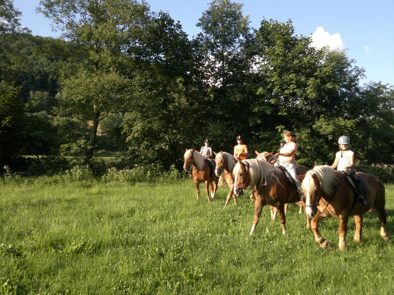 Ferien- & Pferdehof, Bild 16