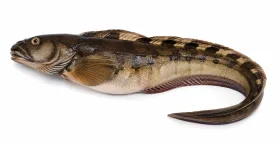 Aalmutter