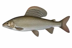 Äsche