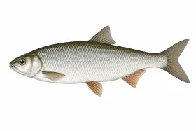 Döbel