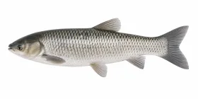 Graskarpfen