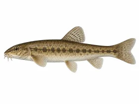 Gründling
