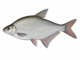 Güster