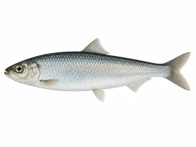 Hering