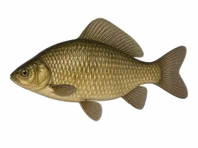 Karausche