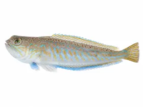 Petermännchen