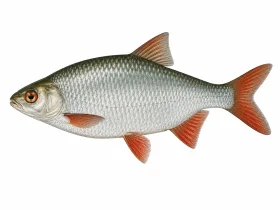 Rotauge