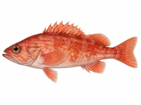 Rotbarsch