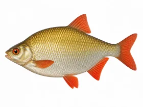 Rotfeder