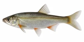 Schneider
