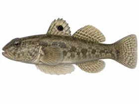 Schwarzmundgrundel
