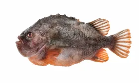 Seehase / Lumpfisch