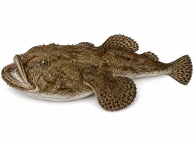 Seeteufel