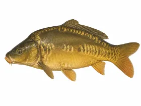 Karpfen