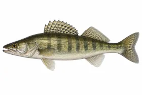 Zander