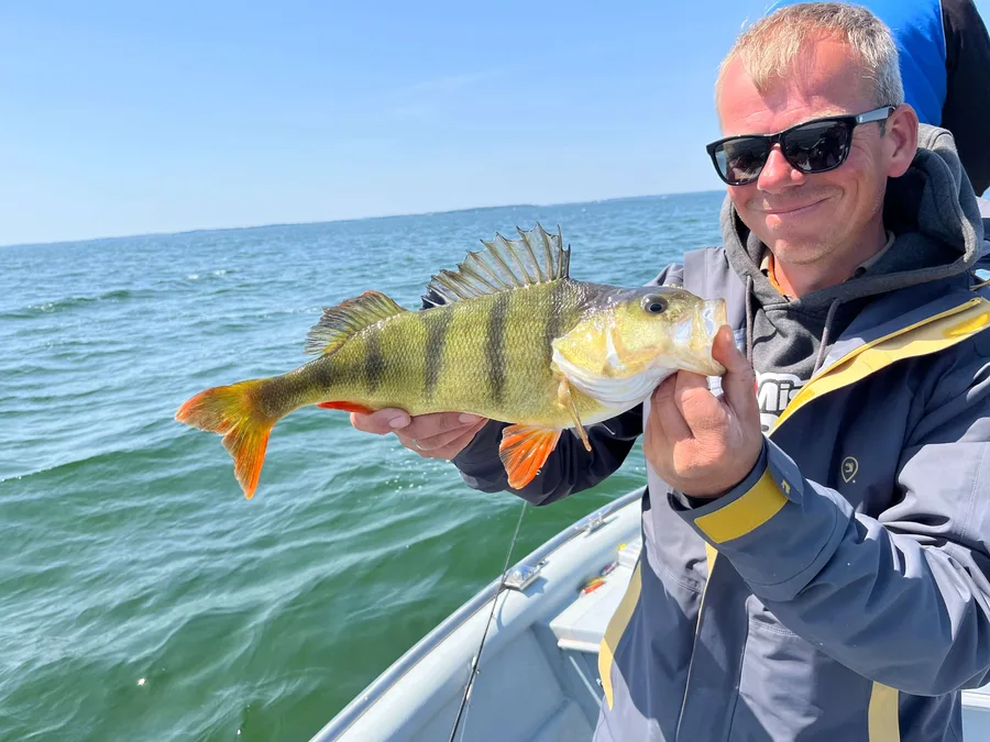Gast von ProNature MV mit einem gestreiften Barsch auf dem Guidingboot