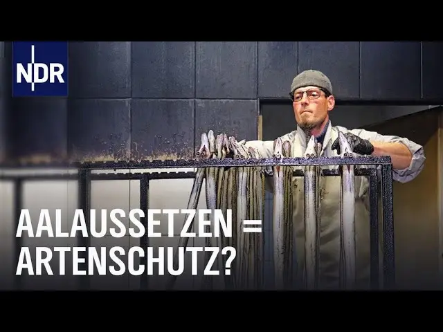Vorschaubild: Streit um den Aal: Zwischen Aalaussatz und Fangverbot | Doku | NDR | 45 Min