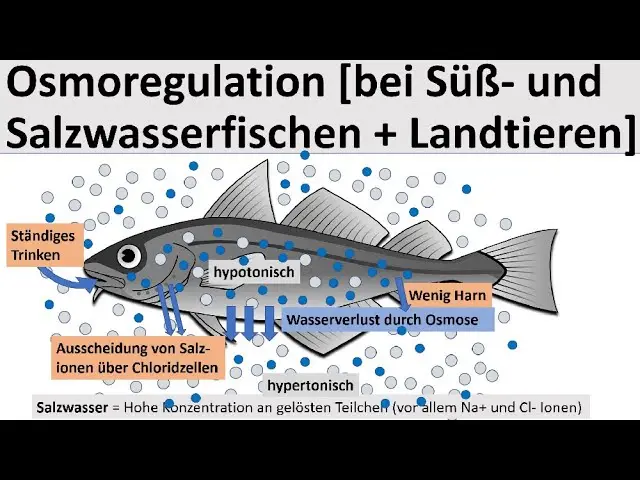 Vorschaubild: Osmoregulation [bei Süß- und Salzwasserfischen und Landtieren] Biologie, Oberstufe