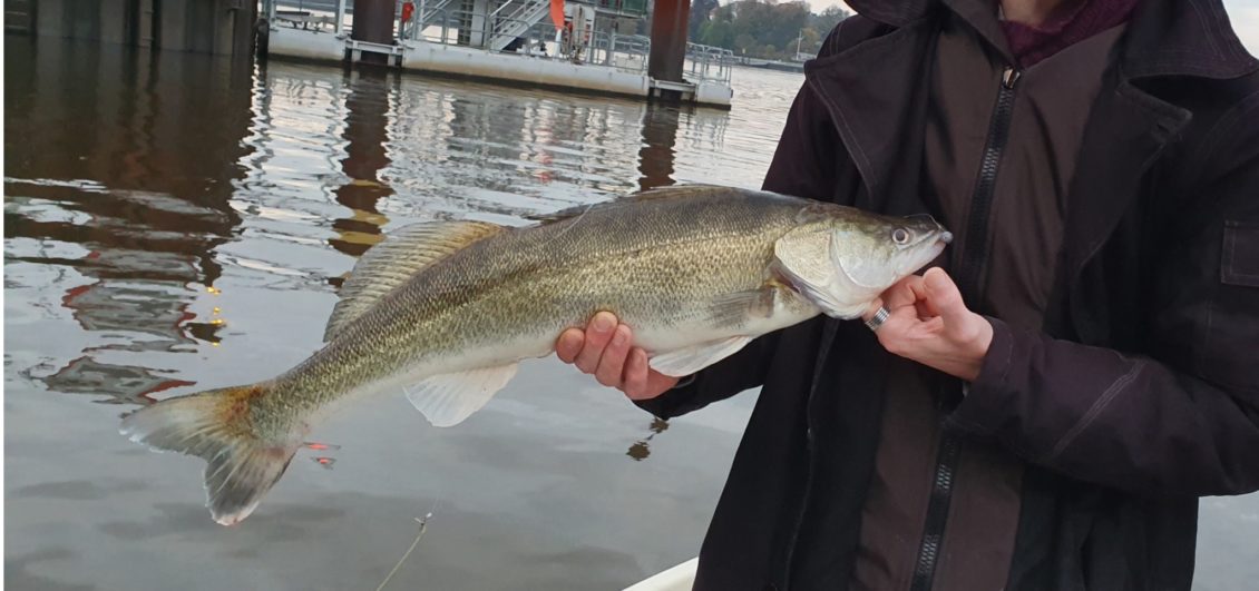 Lieblingsköder im Test - Großer Zander gefangen auf 5cm Pinky