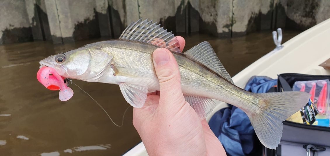 Lieblingsköder im Test - Kleiner Zander gefangen auf den Pinky