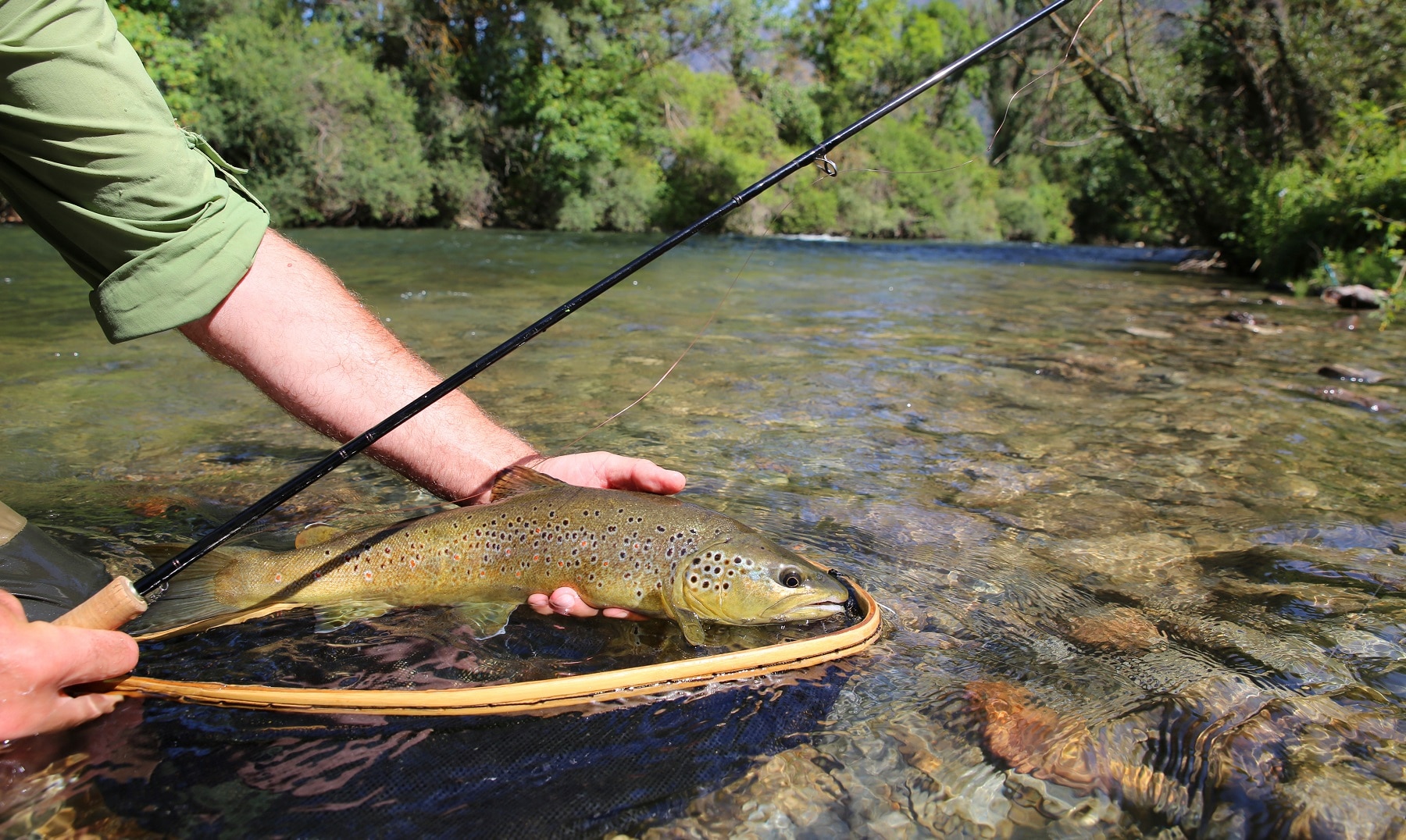 Bachforellen angeln (Salmo trutta fario) Alle Infos zum Fisch