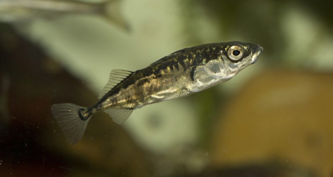 Dreistachliger Stichling Gasterosteus Aculeatus Infos Zum Fisch Dreistachliger Stichling Gasterosteus Aculeatus Infos Zum Fisch