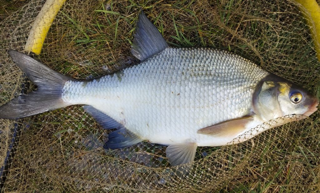 Güster angeln (Blicca bjoerkna) Alle Infos zum Fisch