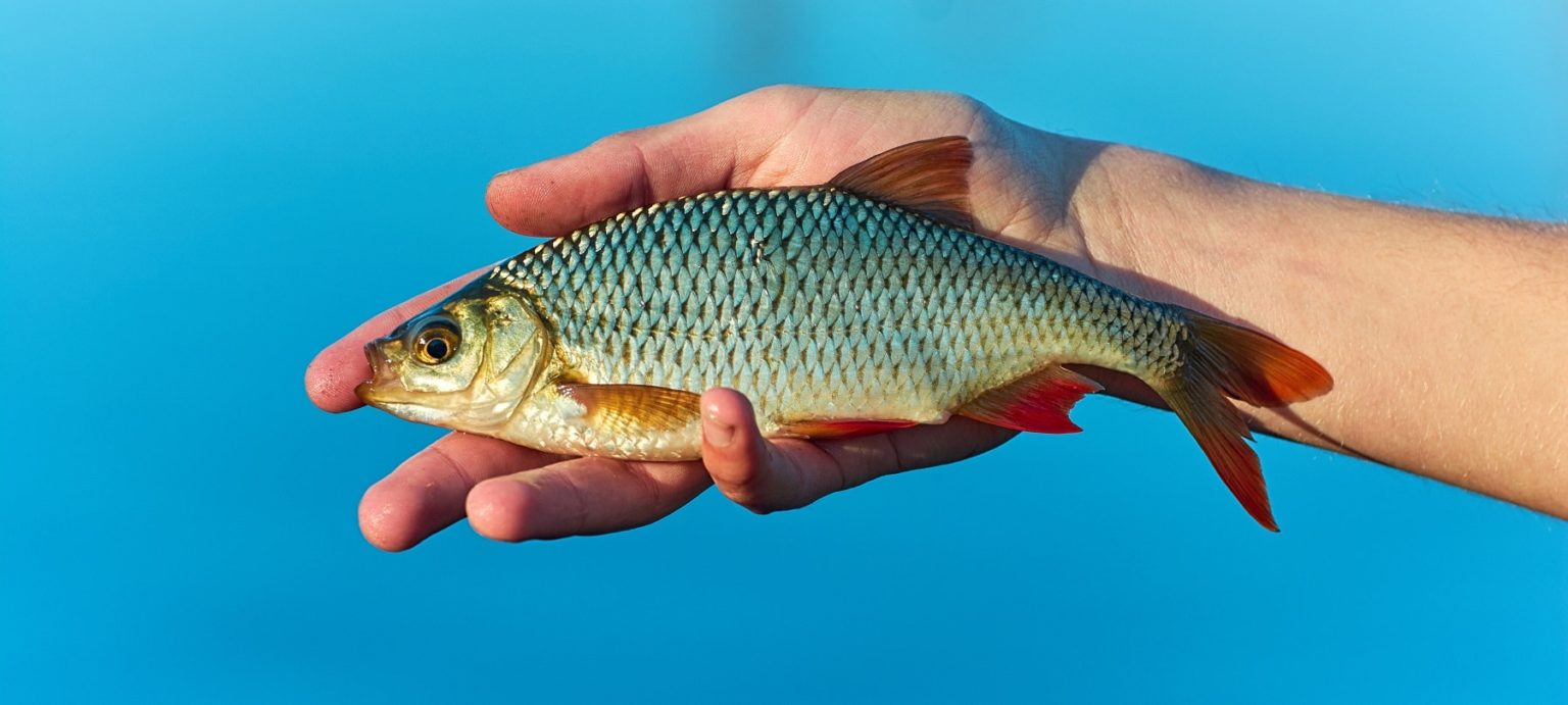 Rotfedern angeln (Scardinius erythrophthalmus) Alle Infos zum Fisch