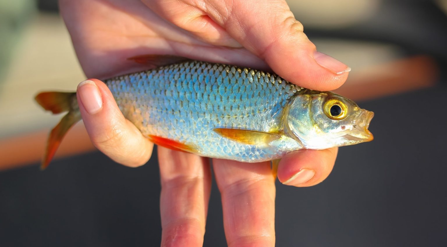 Rotfedern angeln (Scardinius erythrophthalmus) - Alle Infos zum Fisch