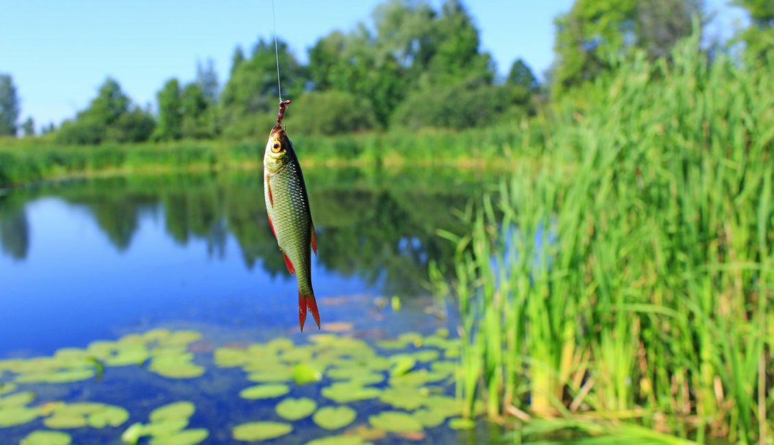 Rotfeder (Scardinius erythrophthalmus) - Haltung, Färbung, Zucht