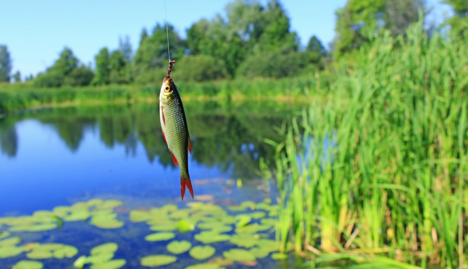 Rotfedern angeln (Scardinius erythrophthalmus) Alle Infos zum Fisch