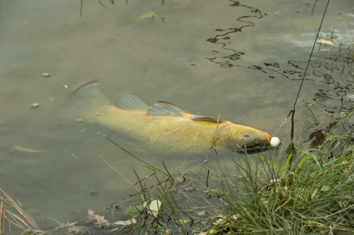 Schleie auf Boilie als Köder