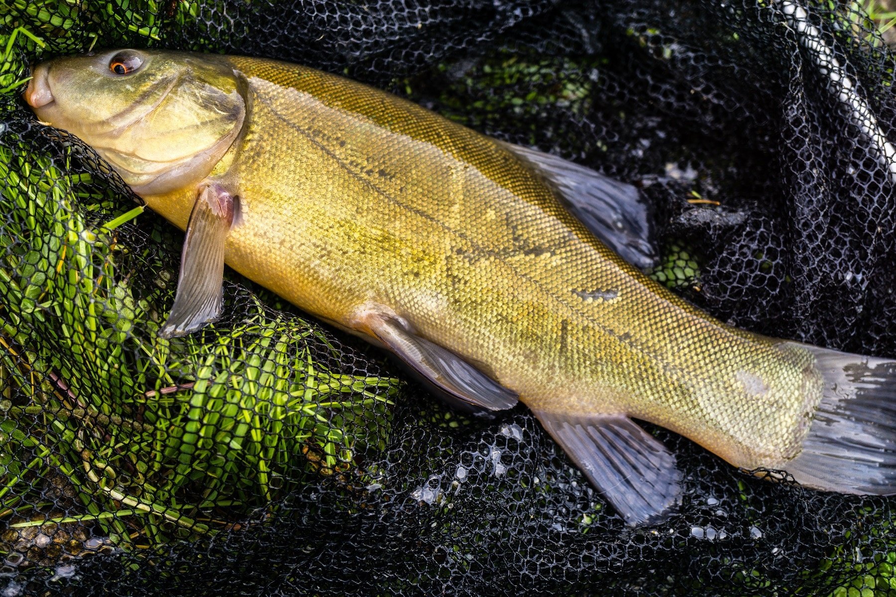 Schleien angeln (Tinca tinca) - Alle Infos zum Fisch