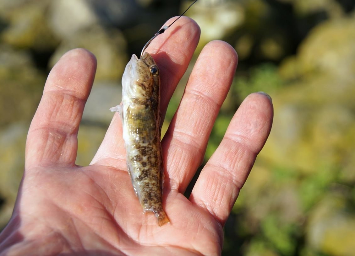 Grundel als Köderfisch beim angeln