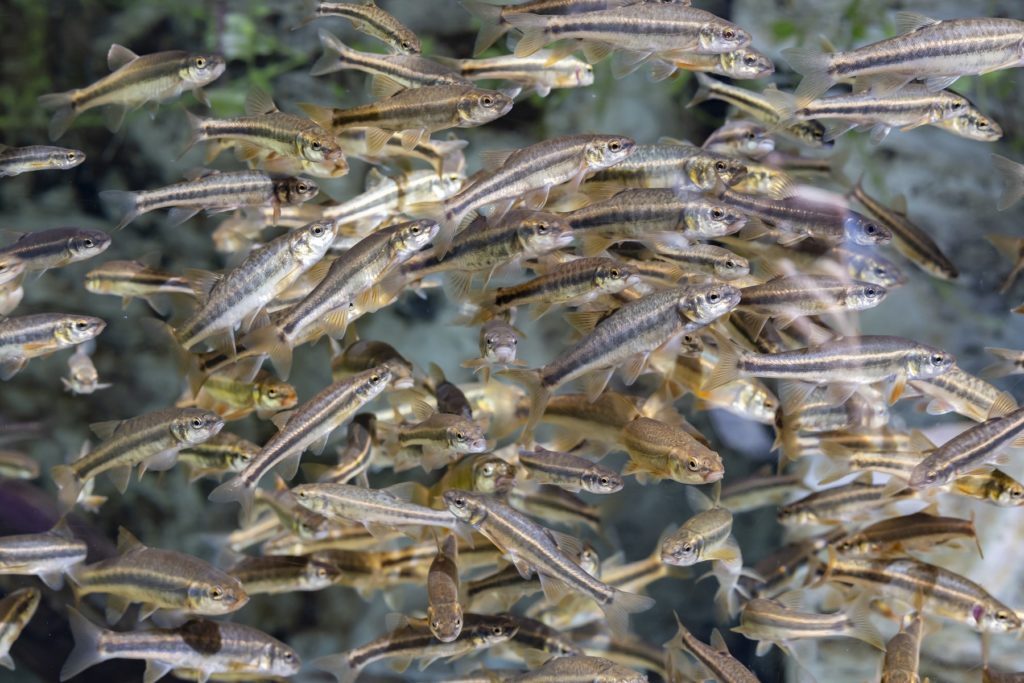 Elritze (Phoxinus phoxinus) Alle Infos zum Fisch