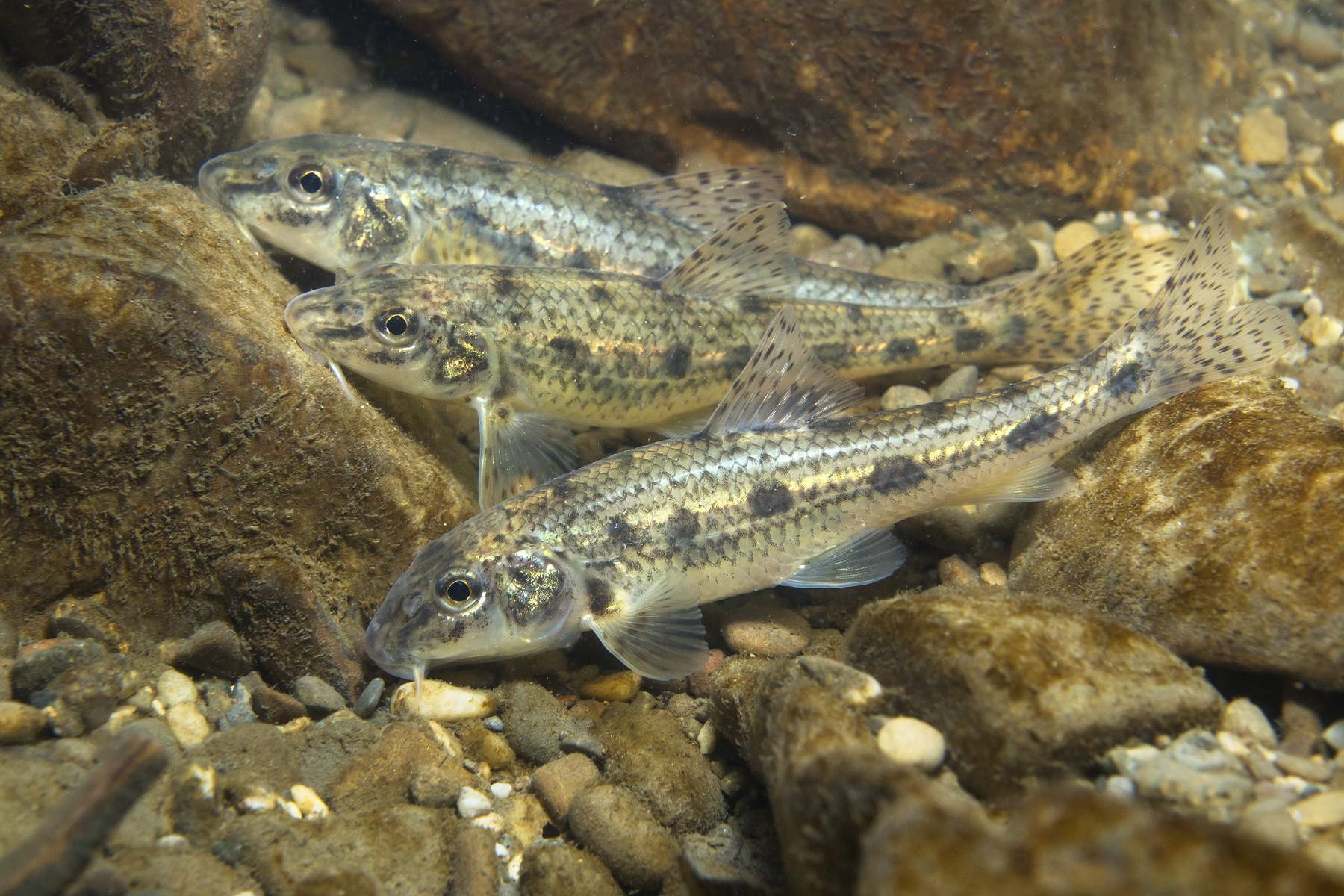Gründling (Gobio gobio) Alle Infos zum Fisch