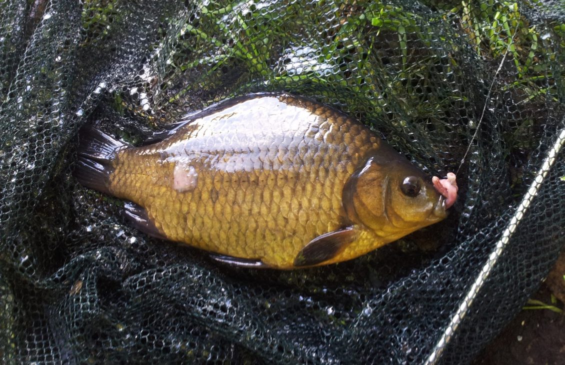 Karausche auf Wurm als Köder