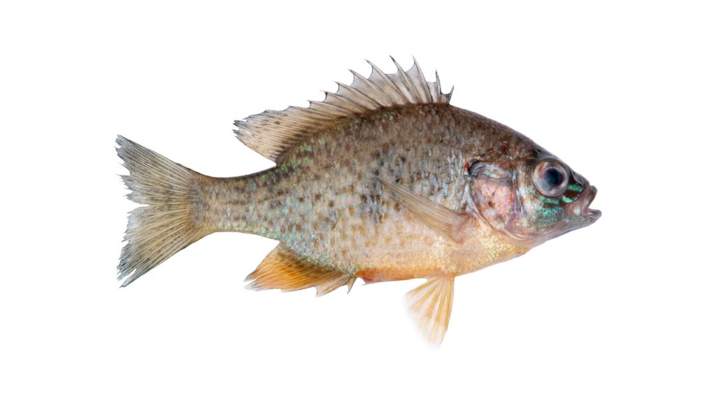Sonnenbarsch (Lepomis gibbosus) Alle Infos zum Fisch