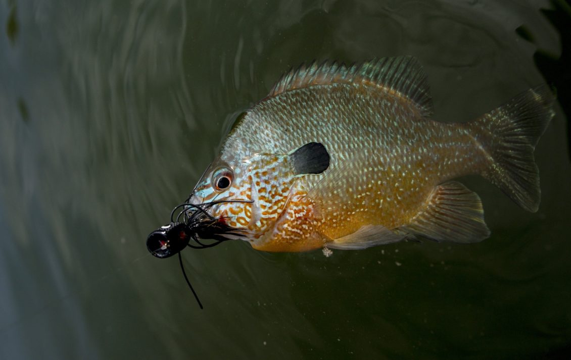 Sonnenbarsch auf Creaturebait als Köder