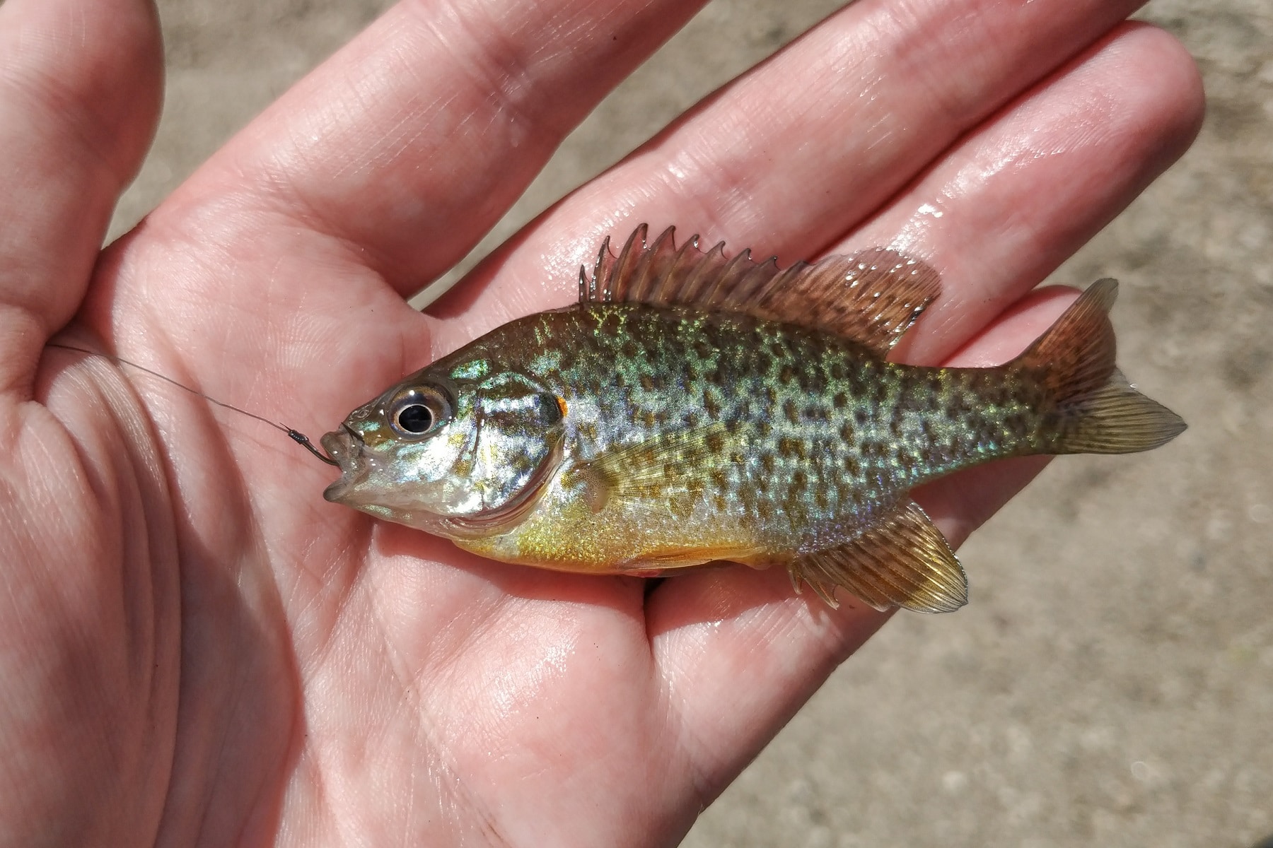 sonnenbarsch-lepomis-gibbosus-alle-infos-zum-fisch