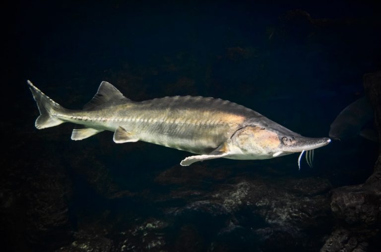Der Europäische Stör (Acipenser sturio) Alle Informationen zum Fisch