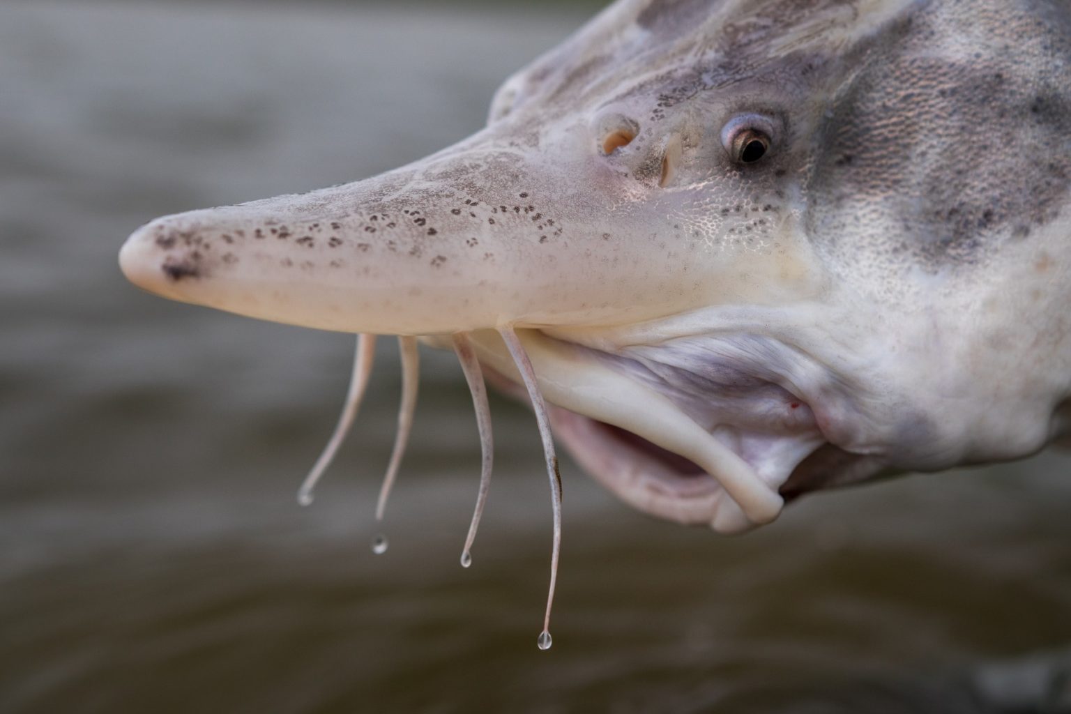 Der Europäische Stör (Acipenser sturio) Alle Informationen zum Fisch