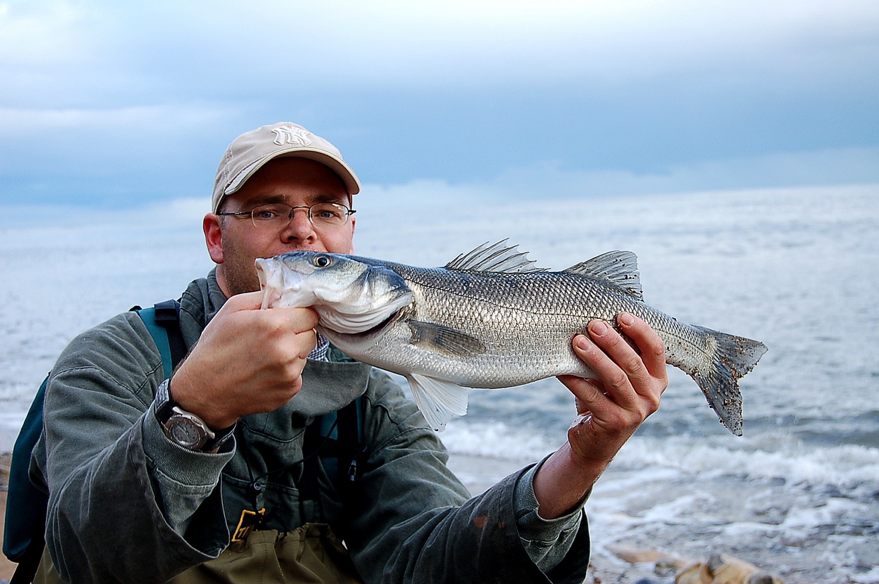 Wolfsbarsch angeln (Dicentrachus labrax) - Alle Infos zum Fisch