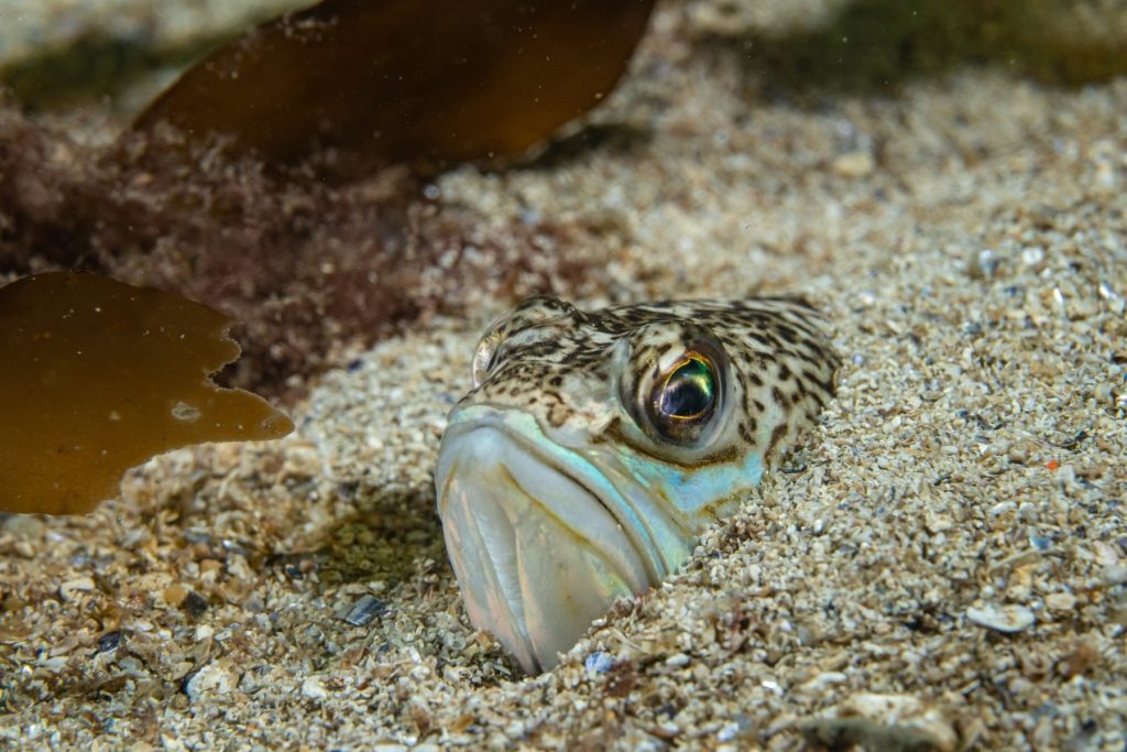 Das Petermännchen (Trachinus draco) - Alle Infos zum Fisch