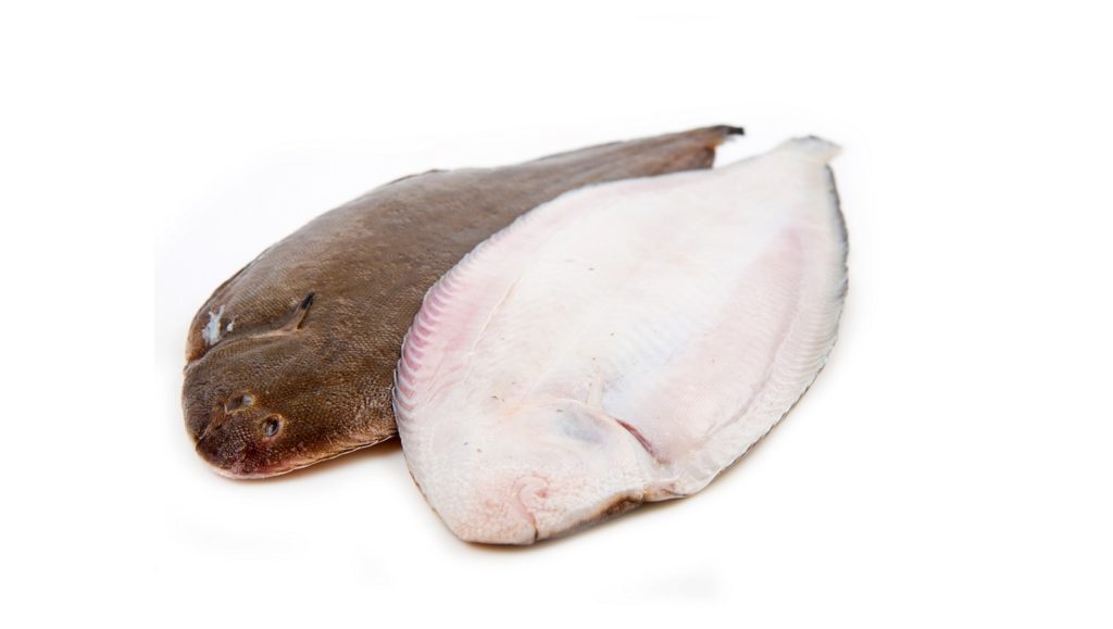 Die Seezunge Solea Solea Alle Infos Zum Fisch Die Seezunge Solea Solea Alle Infos Zum Fisch