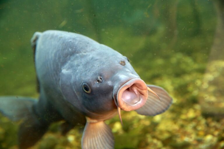 Geruchssinn: Können Fische riechen?