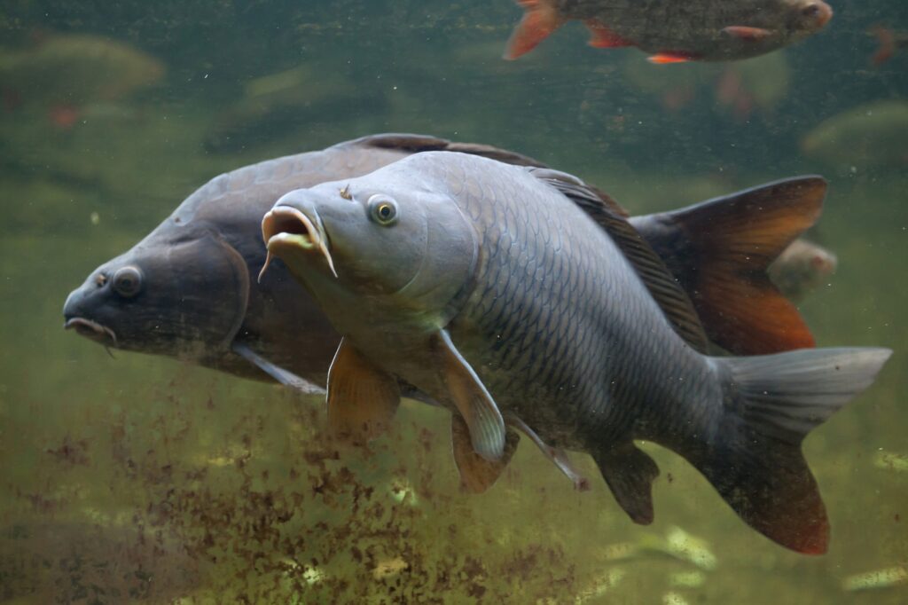 Welche Fische Darf Man In Holland Mitnehmen angelmagazin.de