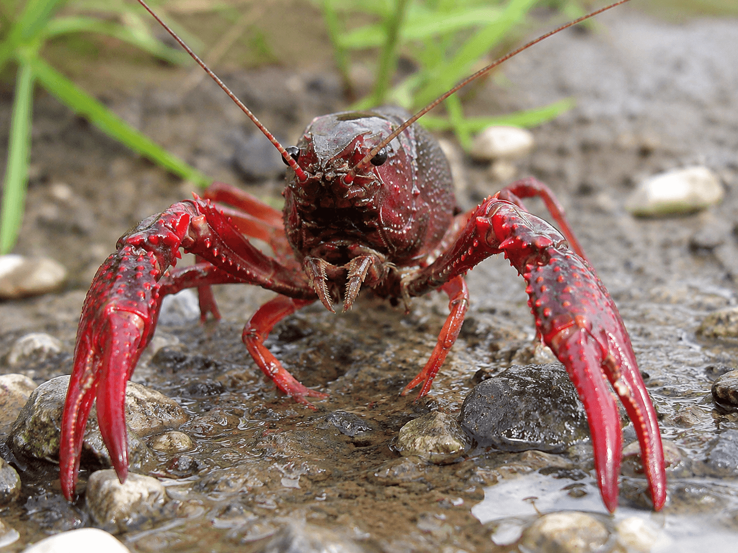 Roter Amerikanischer Sumpfkrebs (Procambarus clarkii)