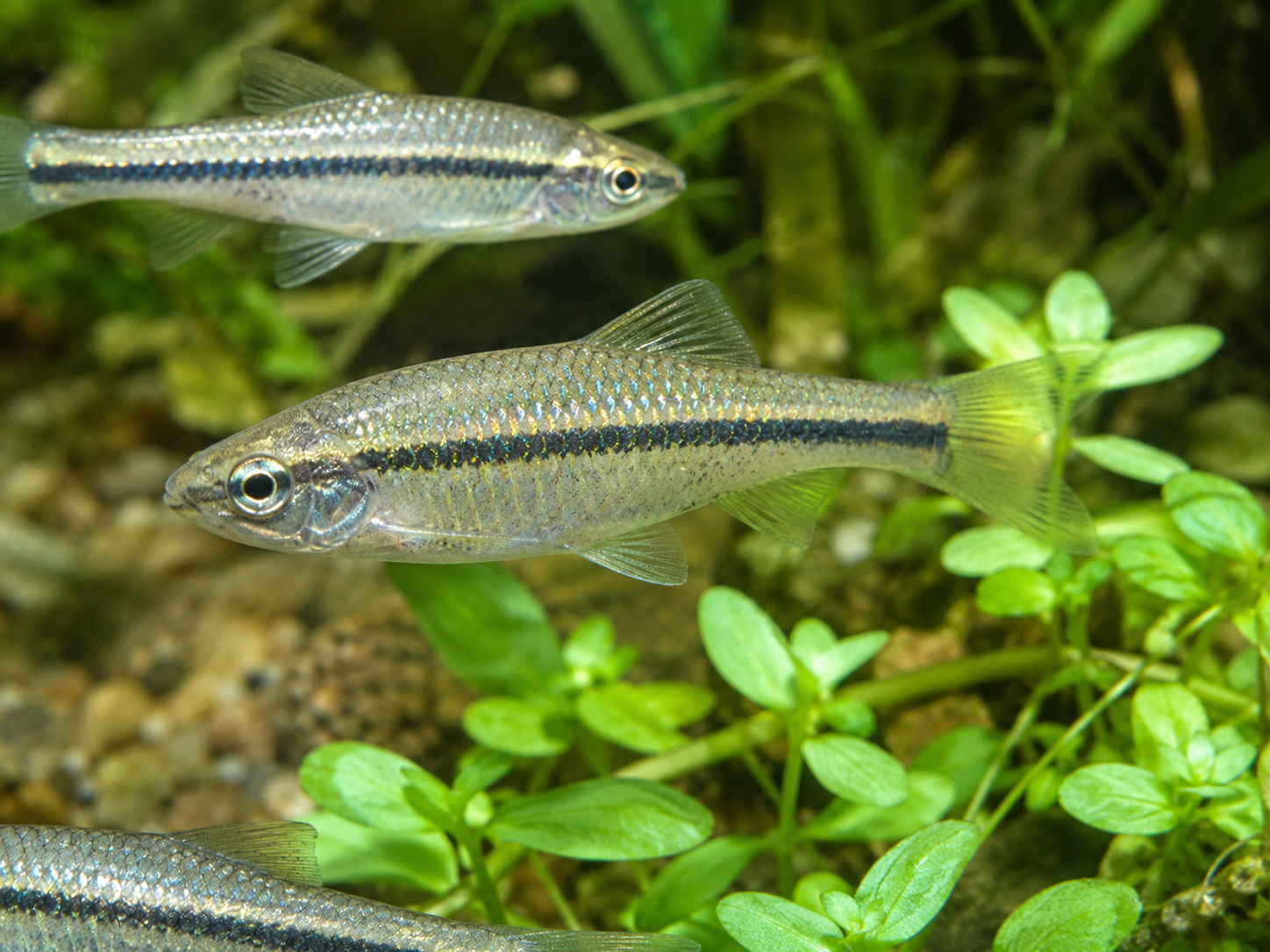 Blaubandbärbling (Pseudorasbora parva)